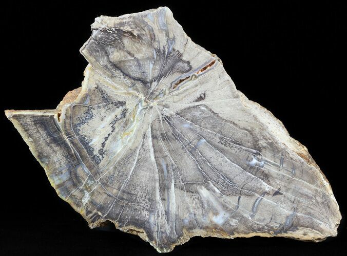 Devonian Petrified Wood From Oklahoma - Oldest True Wood #50166